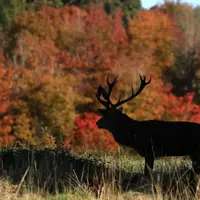  شکوه رنگ‌های پاییزی در سراسر جهان