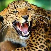 حمله پلنگ به نیروی پلیس در هند