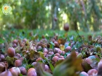 چگونه کشاورزان آمریکایی صدها تن فندق را برداشت و فرآوری می کنند؟