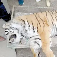 کالبدشکافی پرونده «ونداد»؛ سم یا پانکراتیت؟