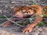 فرارو. ونداد، یکی از ببرهای پارک حیات‌وحش مایا تلف شد