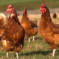 ۷۰ درصد طیور بومی کردستان در برابر نیوکاسل ایمن شدند