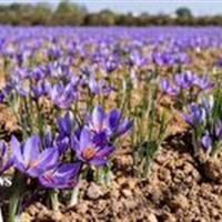 زعفران‌کاری، مسیر نوین کشاورزی و اشتغال پایدار در زنجان