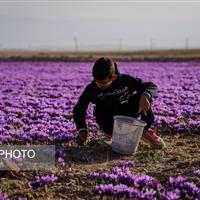 کاشت طلای سرخ فرصت ویژه برای کارآفرینی و اشتغال در زنجان