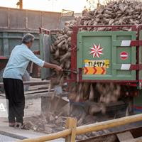 ارزش اقتصادی چغندر خراسان‌شمالی به پنج هزار و ۵۰۰ میلیارد ریال رسید