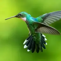 ترفند جالب برای آزادی مرغ مگس‌خوار گرفتار در خانه