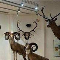 خواب دوباره موزه حیات وحش طبیعی خراسان شمالی بعد از ۱۲ سال