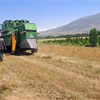 آغاز کشت ۵۰۰ هکتاری گیاه روغنی کاملینا در اراضی دیم کردستان