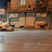 شهر در قُرُق سگها!