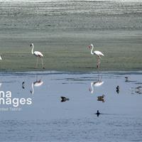 فوتبال و محیط‌زیست در کنار هم/ تالاب‌های کشور به استقلال رسیدند