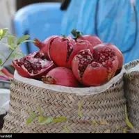 آغاز به‌کار جشنواره ملی انار و خرمالوی شیراز