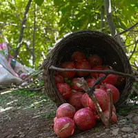 برداشت انار از باغ‌های کوهستانی پاوه