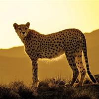 ثبت همایش «یوزپلنگ ایرانی» جاجرم در فهرست رویدادهای گردشگری کشور