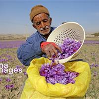 برندسازی زعفران خراسان شمالی در دستور کار قرار گرفت