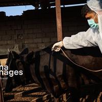 تب برفکی در کمین خراسان شمالی؛ دامداران در تلاش برای پیشگیری از خسارت