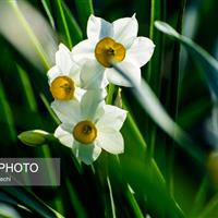 از مزارع خوسف تا دل اروپا؛ گل نرگس ایرانی افسردگی را درمان می‌کند