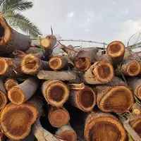 کشف ۶ تُن چوب قاچاق در همدان