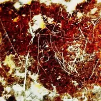 کشف نگاره‌ سوزنی یکی از شاهان ساسانی در صخره‌های شهر استخر فارس