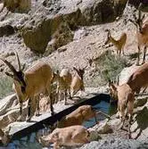 مشاهده گله کل در ارتفاعات ییلاقی پنو