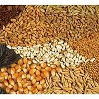 خشکسالی نیاز دامداران خراسان شمالی به نهاده دامی را افزایش داد