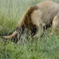  شکار گراز گیر افتاده در چاله توسط یک شیر نر گرسنه