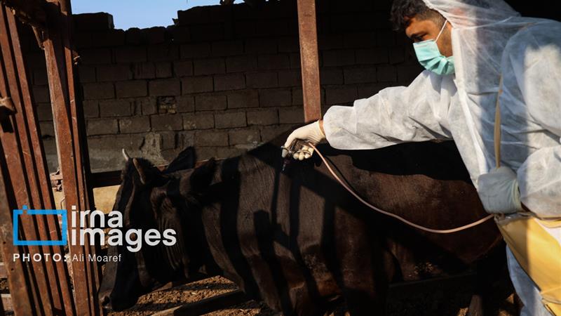 تب برفکی در کمین خراسان شمالی؛ دامداران در تلاش برای پیشگیری از خسارت