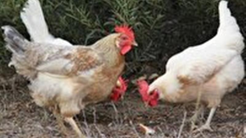 پایان طرح واکسیناسیون سراسری نیوکاسل طیور بومی در خراسان جنوبی