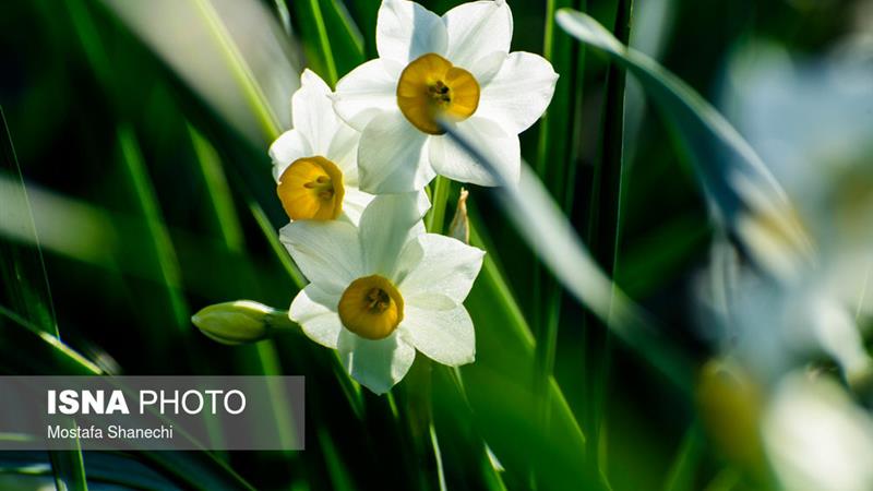 از مزارع خوسف تا دل اروپا؛ گل نرگس ایرانی افسردگی را درمان می‌کند