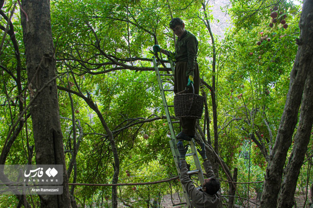 برداشت انار از باغ‌های کوهستانی پاوه