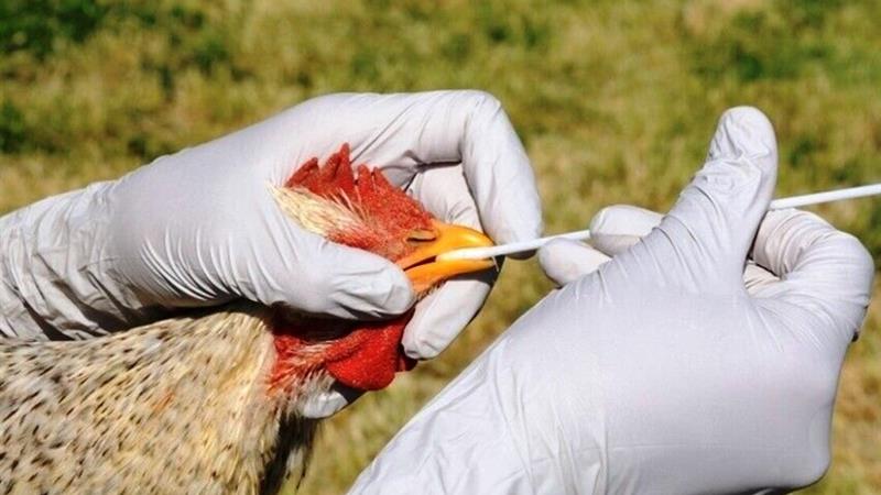 مدیرکل دامپزشکی سیستان و بلوچستان: تب برفکی و آنفلوانزای پرندگان در سیستان و بلوچستان تحت کنترل است