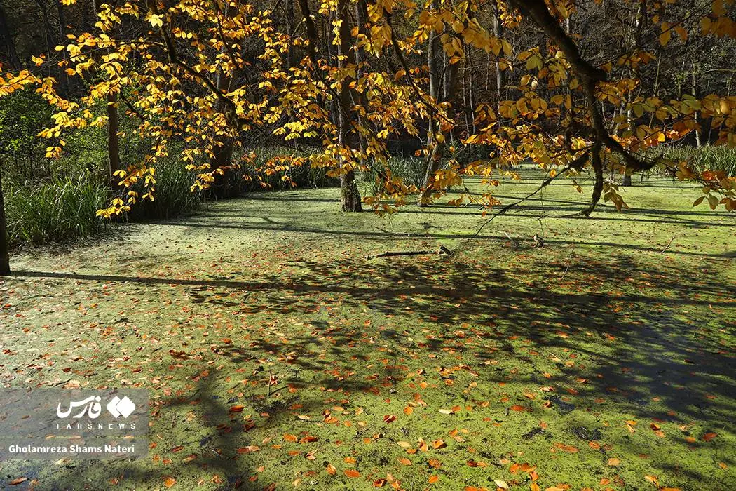 پاییز «مرداب دِریوک» کلاردشت