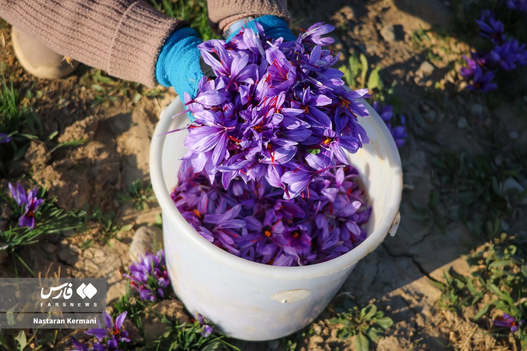 عکس/ برداشت طلای سرخ در دامنه البرز