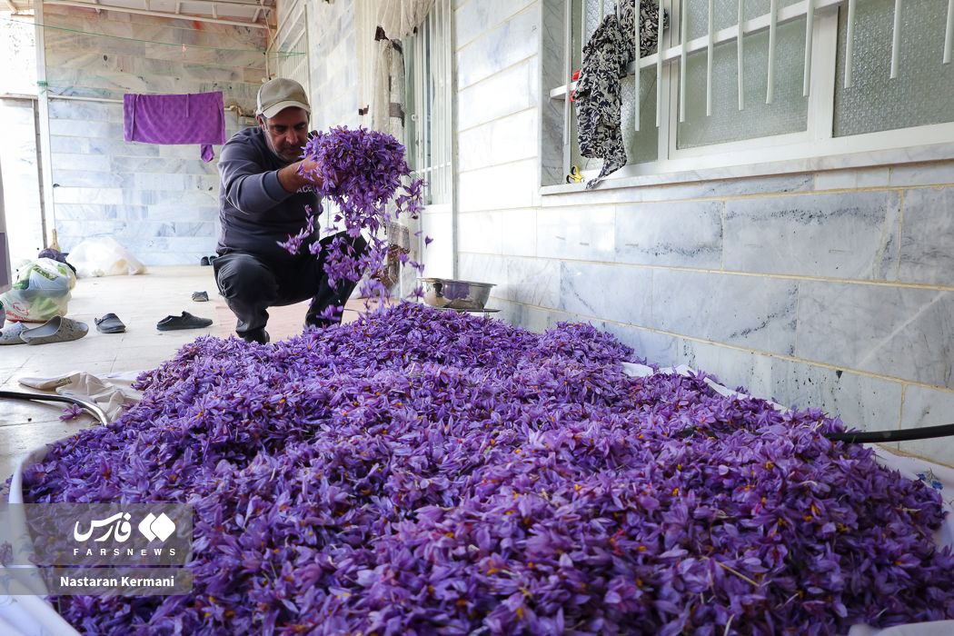 عکس/ برداشت طلای سرخ در دامنه البرز