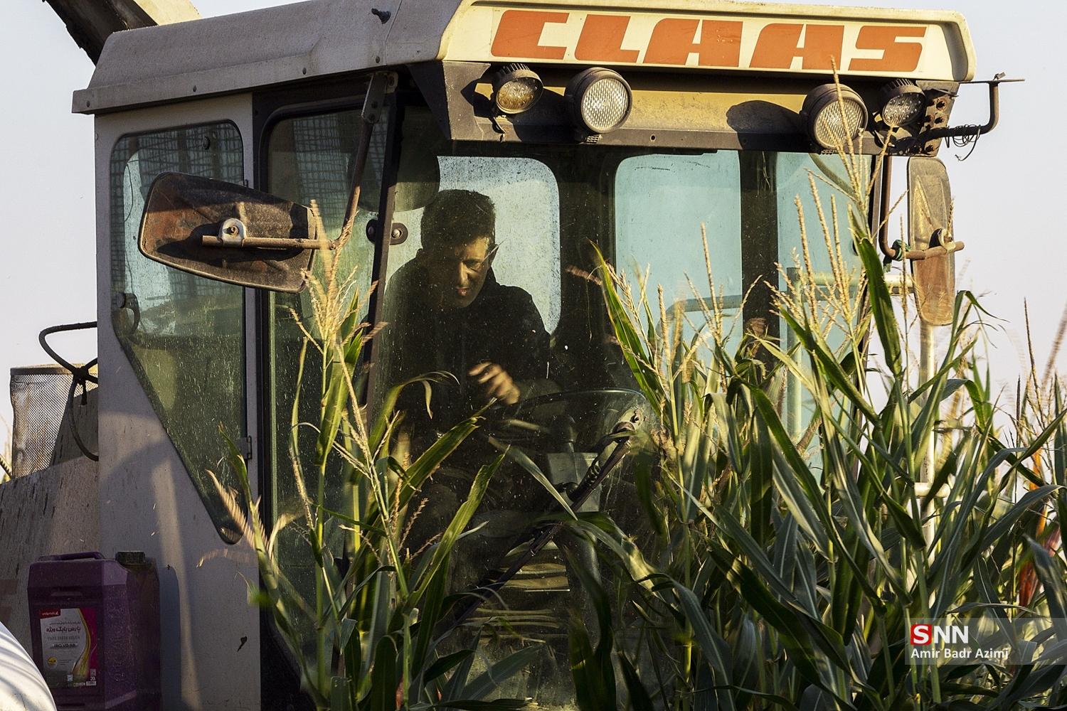 برداشت ذرت علوفه‌ای دام