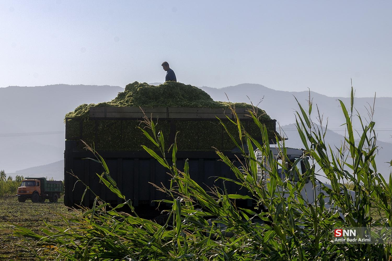 برداشت ذرت علوفه‌ای دام