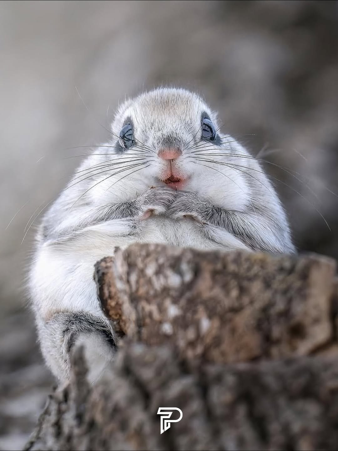 بامزه ترین ن‍ژاد سنجاب روی زمین