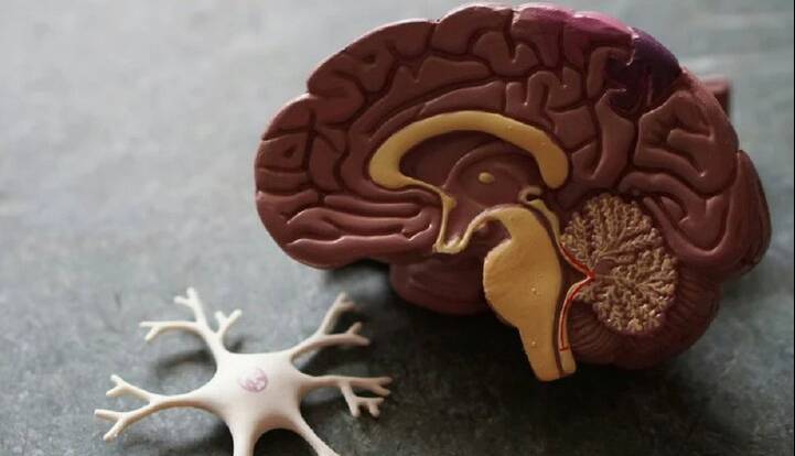 یک مولکول طبیعی، از دست رفتن حافظه در آلزایمر را معکوس میکند