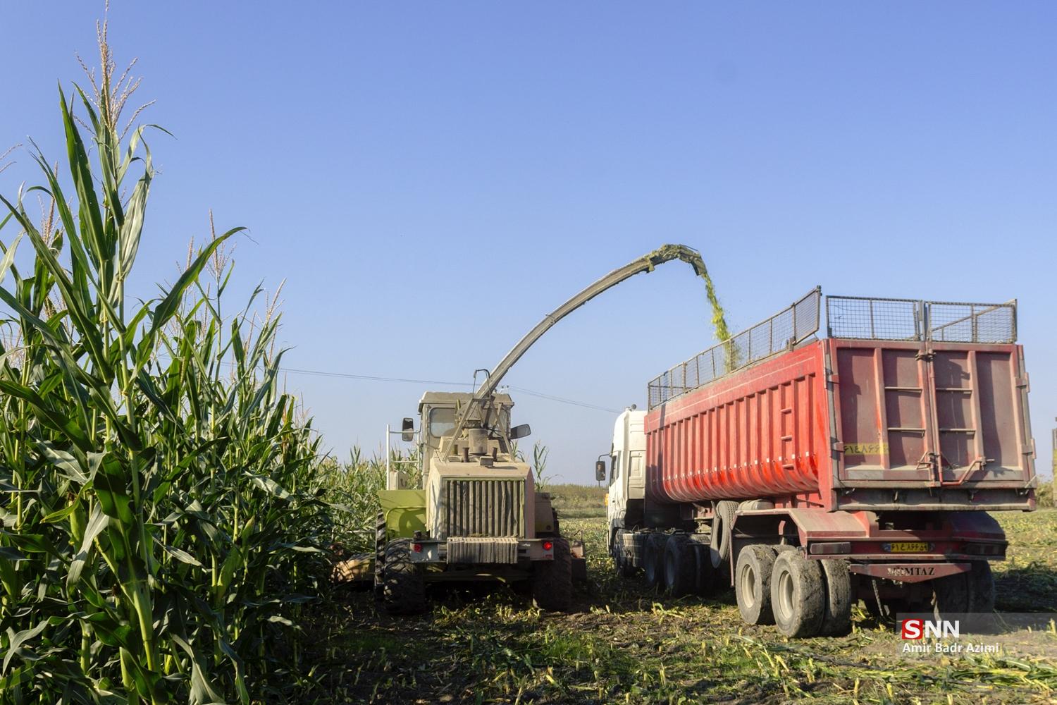 برداشت ذرت علوفه‌ای دام