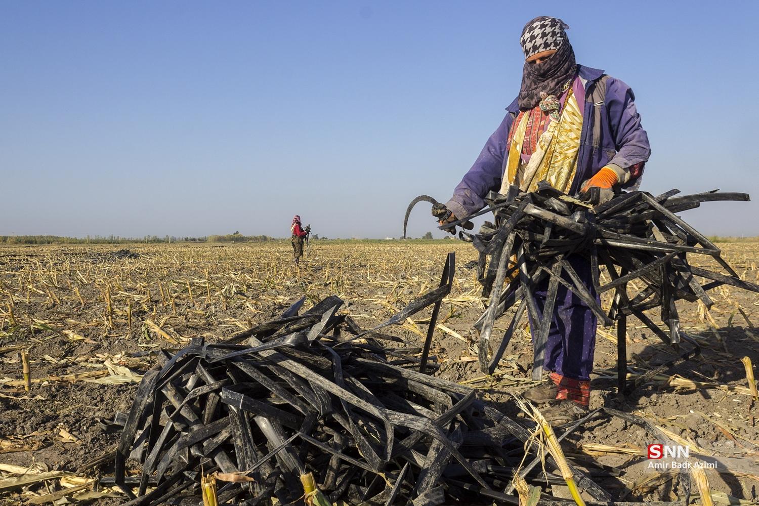 برداشت ذرت علوفه‌ای دام