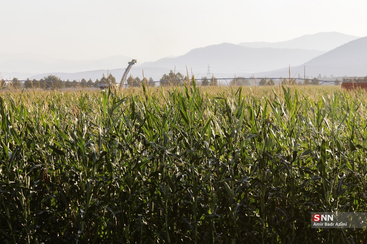 برداشت ذرت علوفه‌ای دام