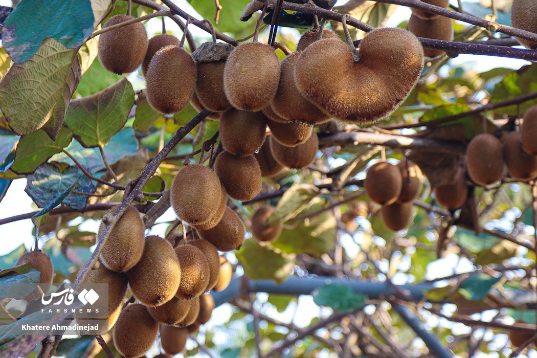  برداشت کیوی صادراتی در گیلان