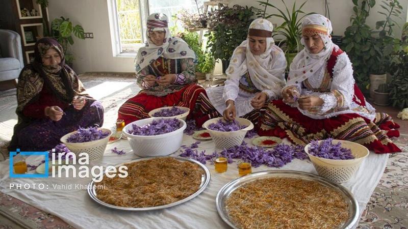جشنواره زعفران خراسان‌شمالی؛ از رونمایی کتاب تا قرارداد ۱۰ میلیاردی برای بذر