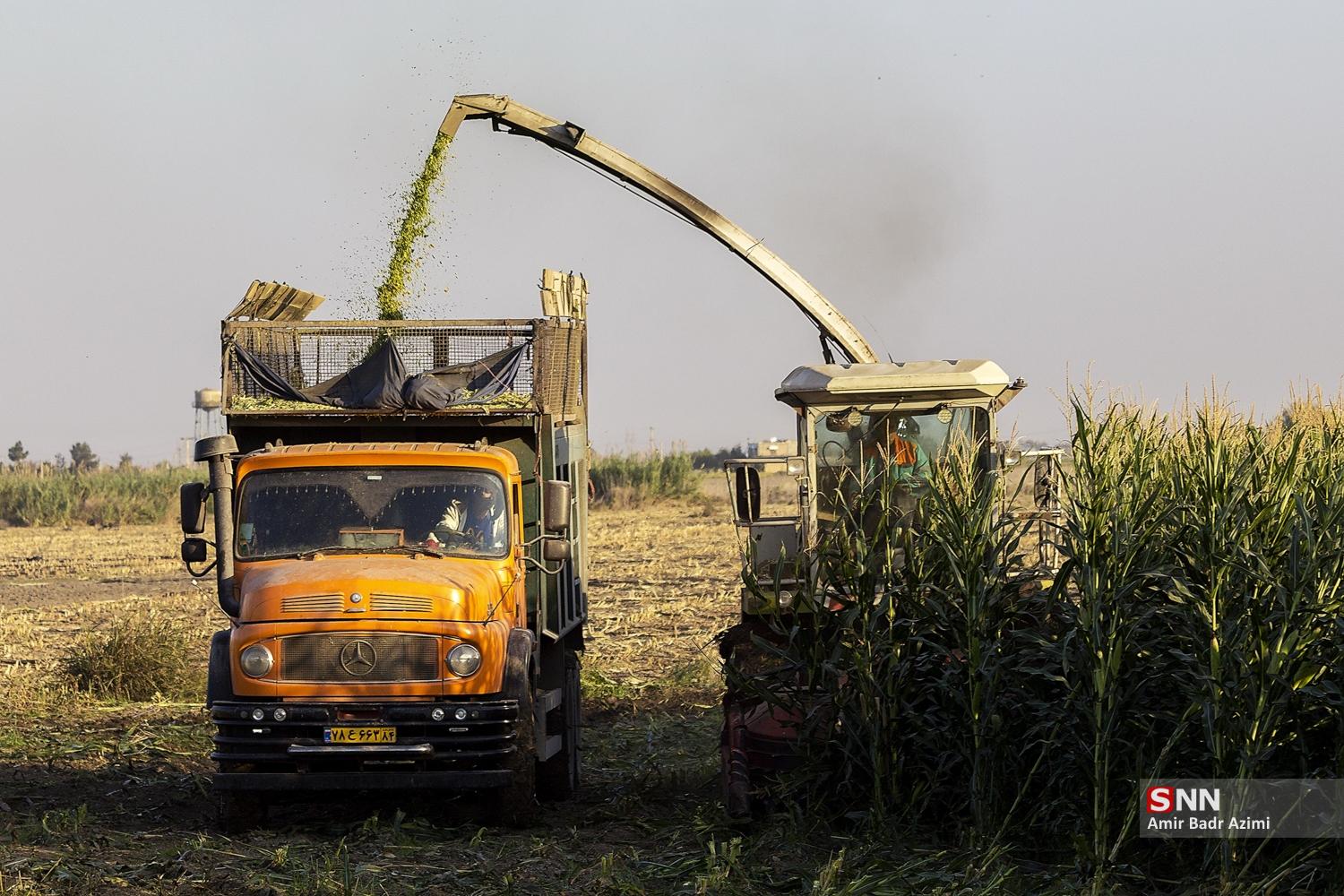 برداشت ذرت علوفه‌ای دام