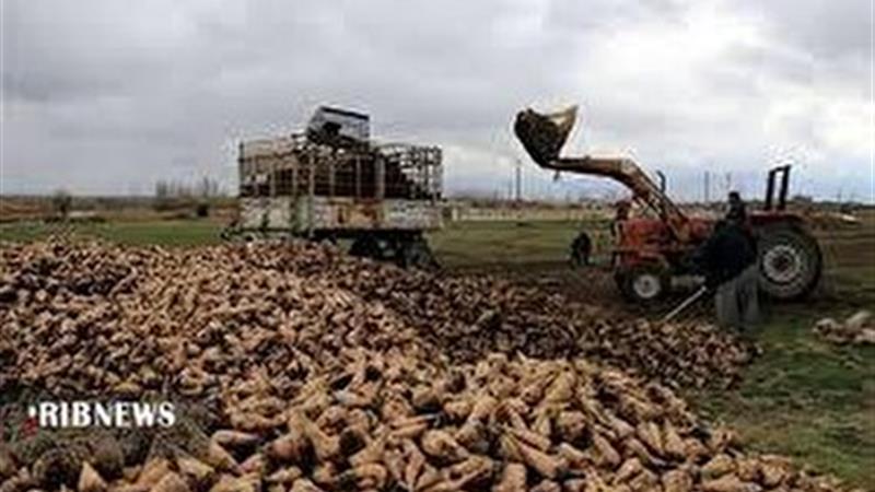 برداشت چغندرقند از سطح بیش از ۲ هزار و ۱۵۳ هکتار مزارع خراسانشمالی