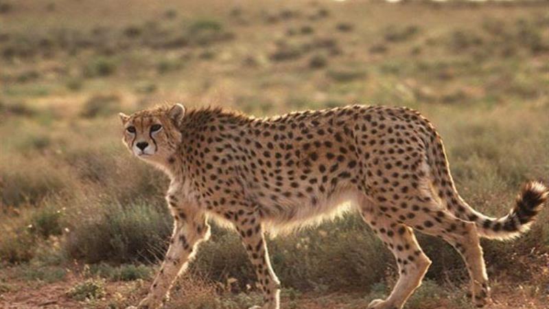 چشمروشنی «تلما» و اهمیت جوامع محلی در حفاظت محیطزیست