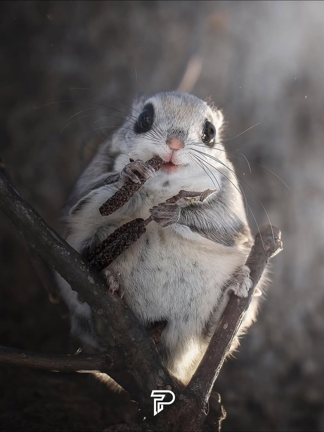 بامزه ترین ن‍ژاد سنجاب روی زمین