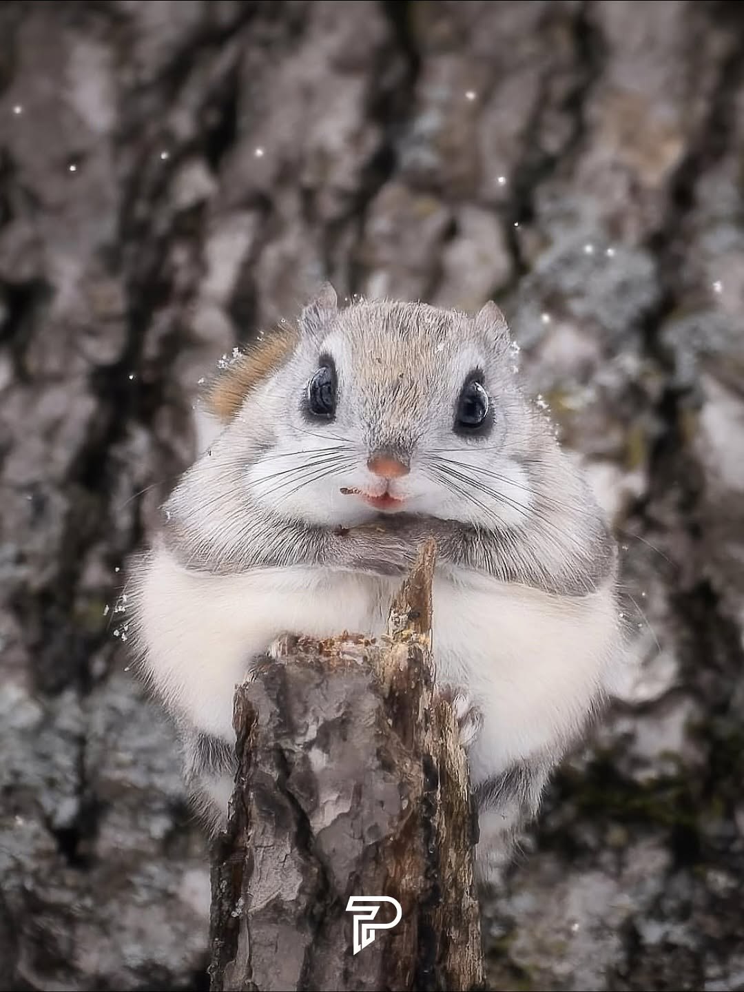 بامزه ترین ن‍ژاد سنجاب روی زمین
