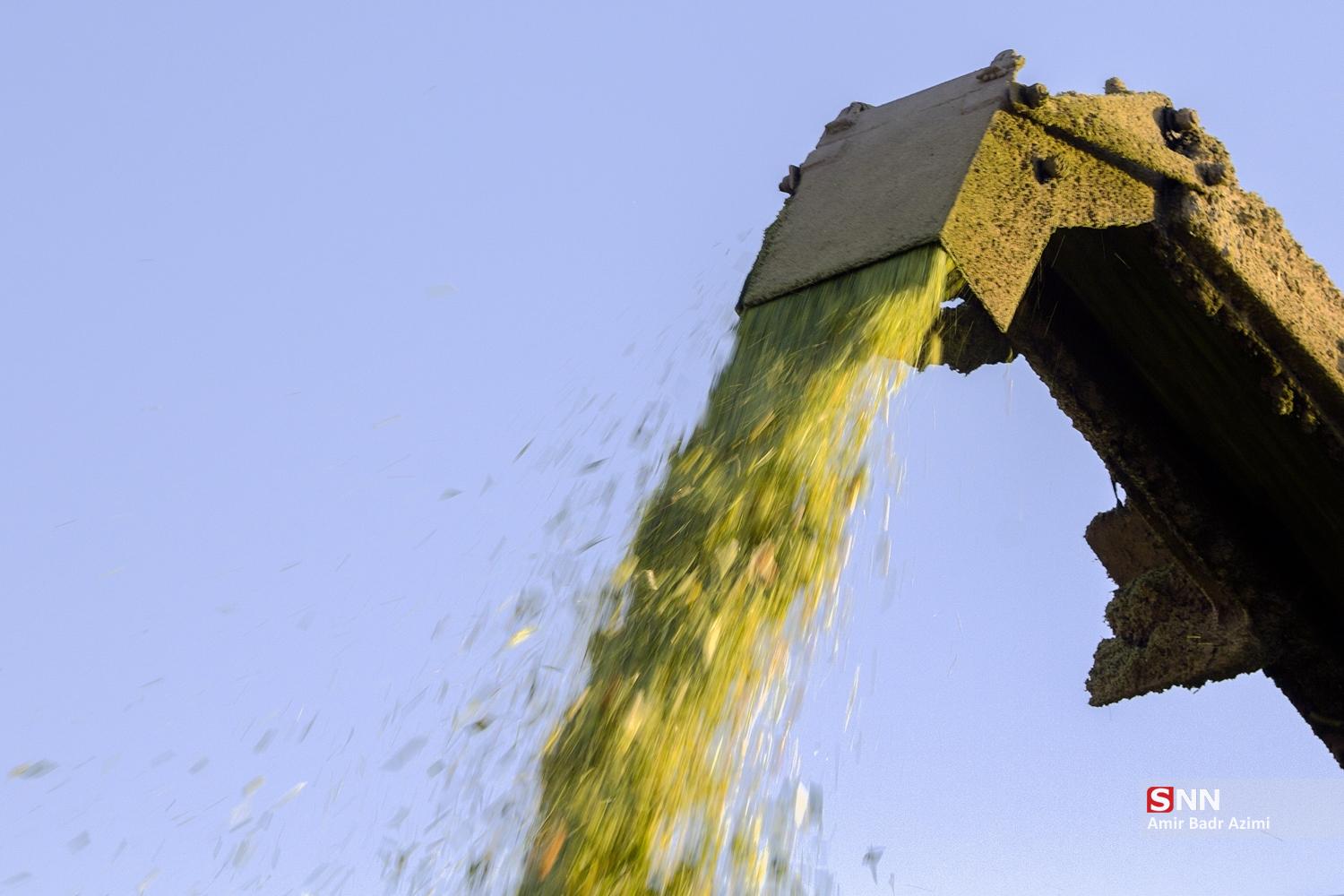 برداشت ذرت علوفه‌ای دام