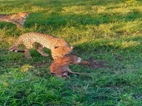 لحظه شکار یک بچه گوزن توسط دو یوزپلنگ 