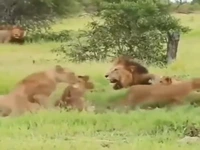 فرار دیدنی شیرها از ترس فیل‌ها!